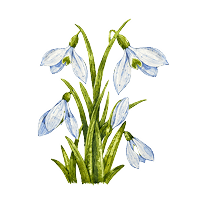 snowdropFlower